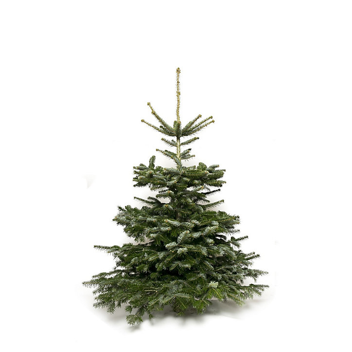Sapin naturel Nordmann h.80/100