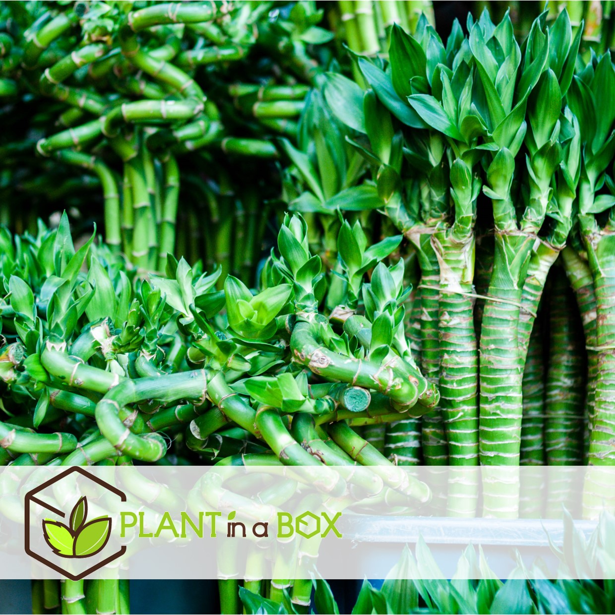 Dracaena sanderiana - set de 6 - lucky bamboo - hauteur 40-50cm