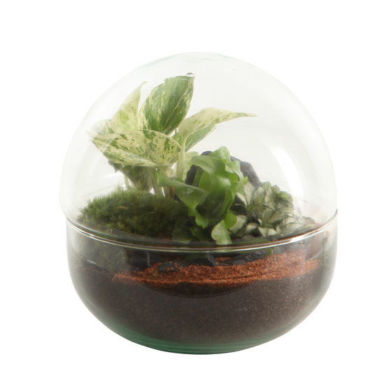 Terrarium Mini Monde _ plantes succulentes.