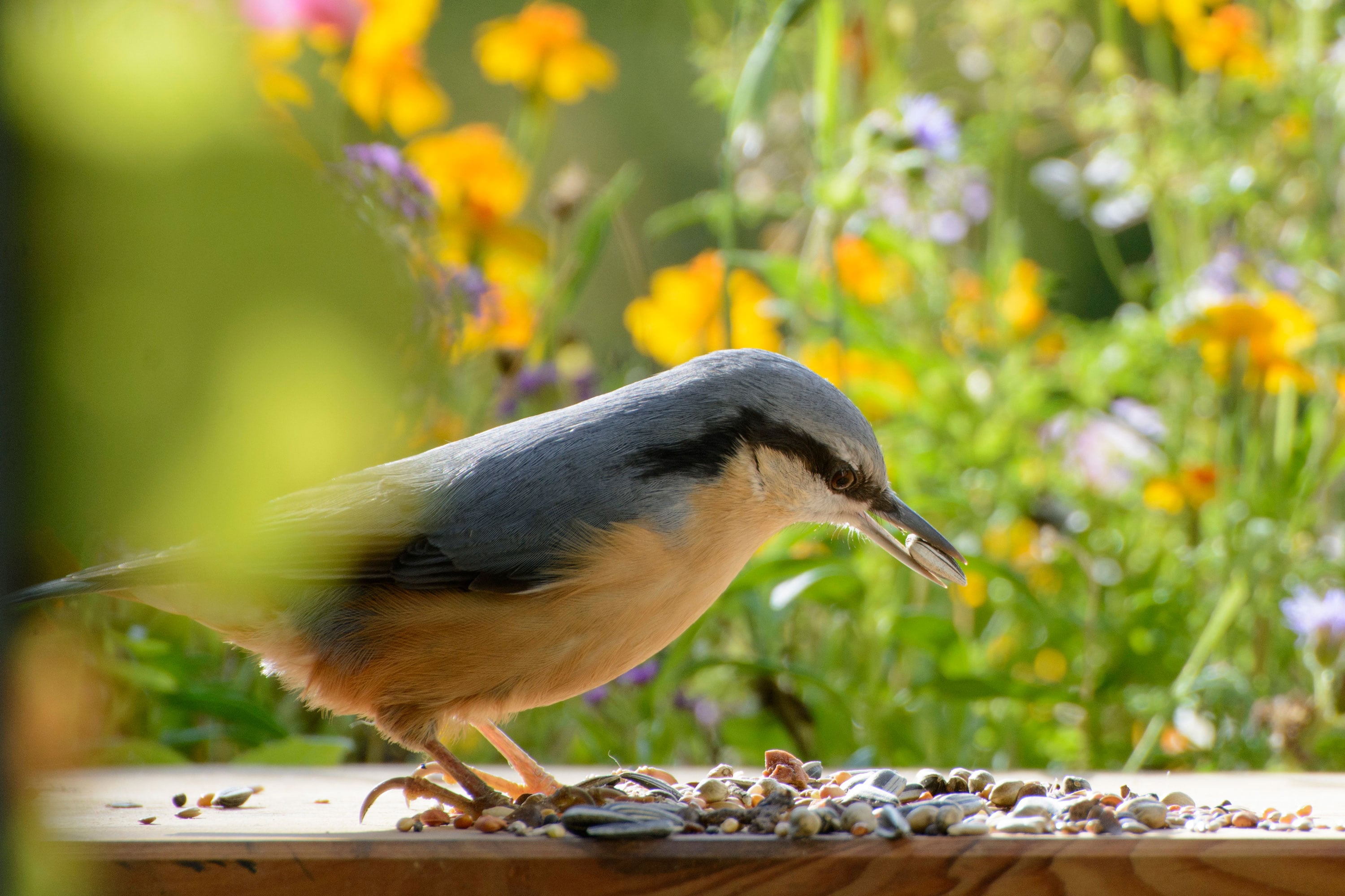 dobar Vogelfutter - versch. Varianten