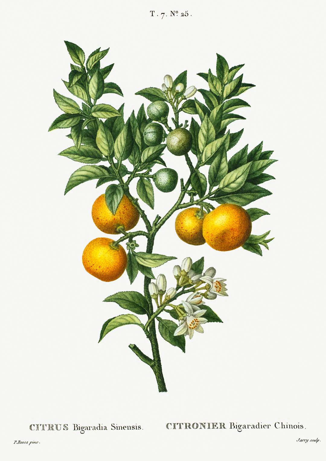 Bitterorange