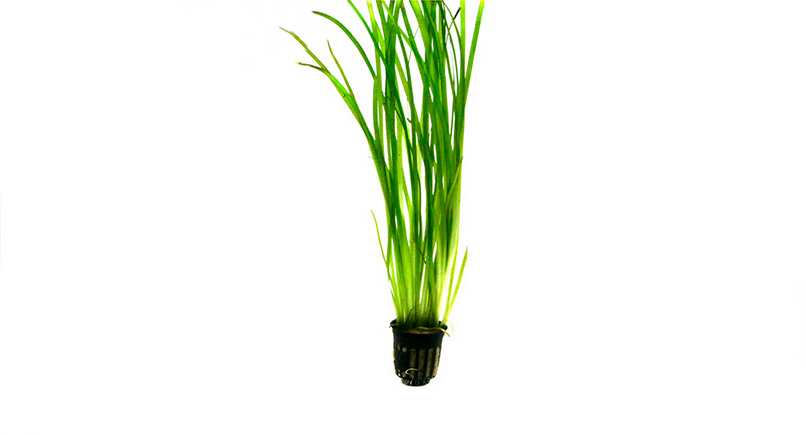 Vallisneria
