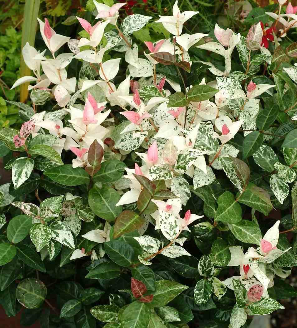 Trachelospermum jasminoides cv. Variegata tricolor (jasmin étoilé) blanc - taille pot de 3 litres - 80/100 cm