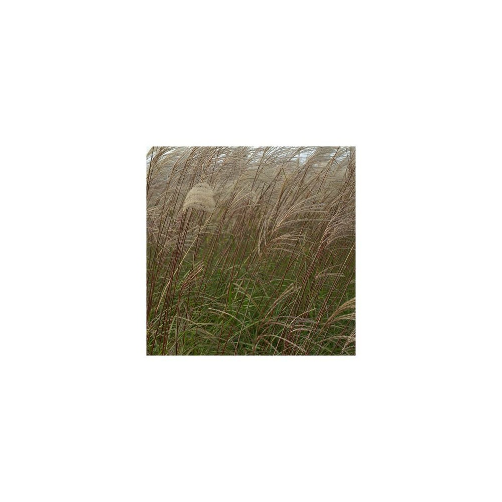 Herbe à éléphant sinensis sirène/miscanthus sinensis sirène[-]godet