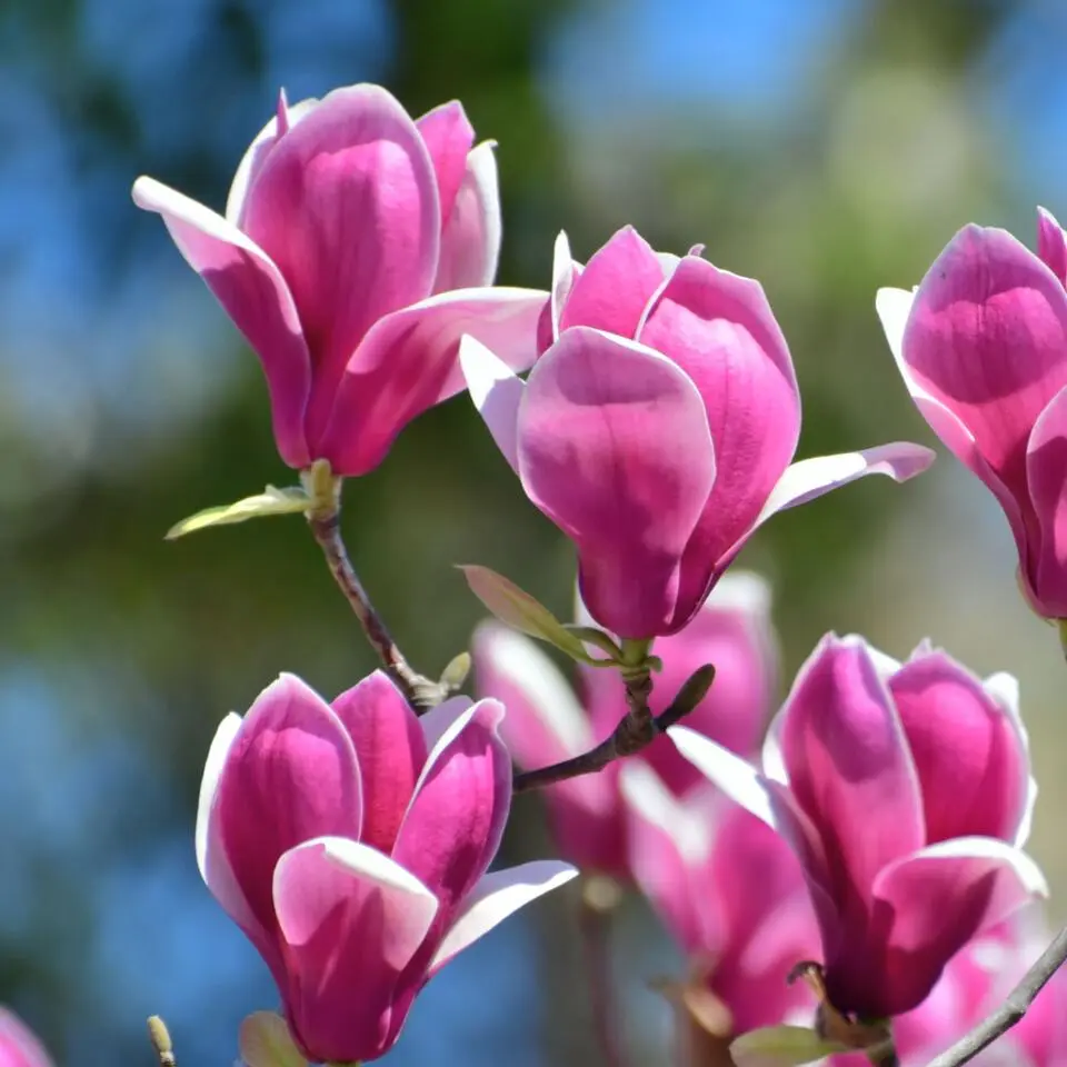 Beverboom - Set van 3 - Magnolia 'Susan' - Hoogte 25-40cm - ⌀9cm
