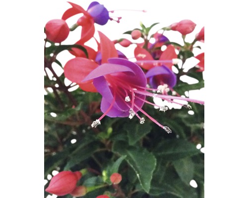 Fuchsia FloraSelf Fuchsia Cultivars Ø 18 cm pot