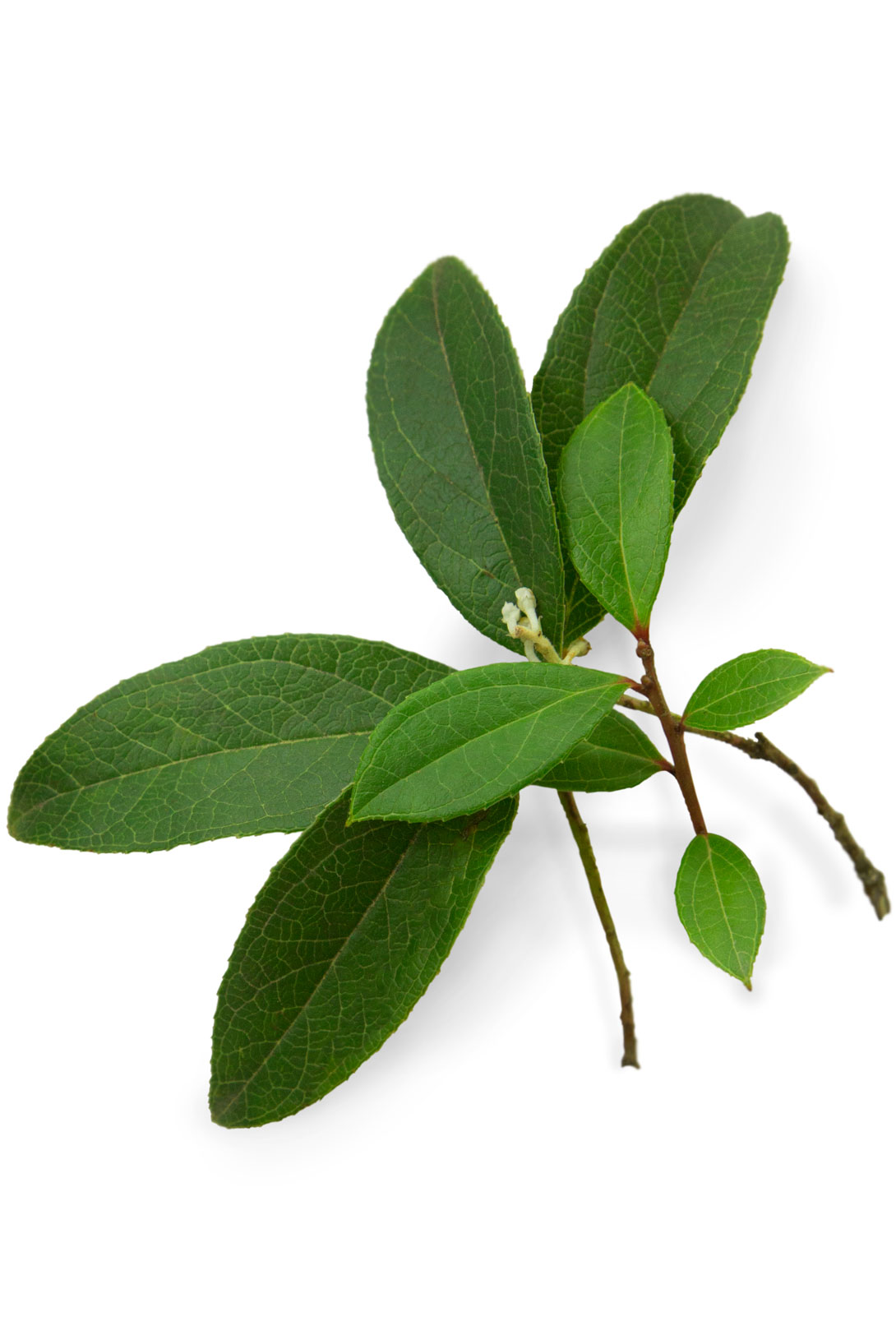 Huile de gaulthérie odorante   Gaultheria fragrantissima