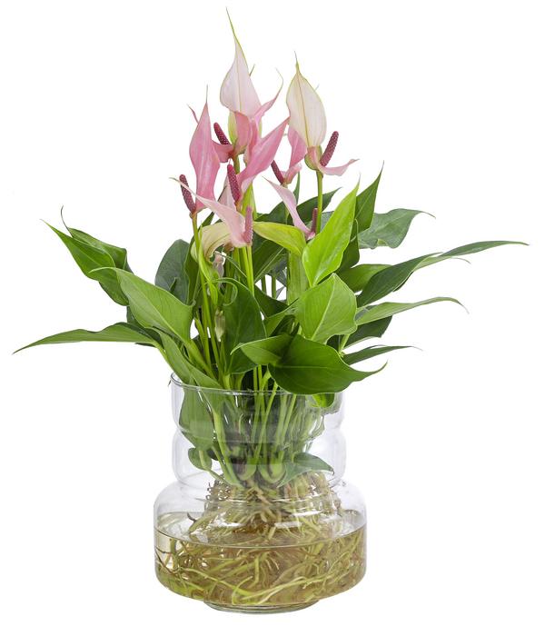 Waterplant Flamingoblume im Glas - Anthurium