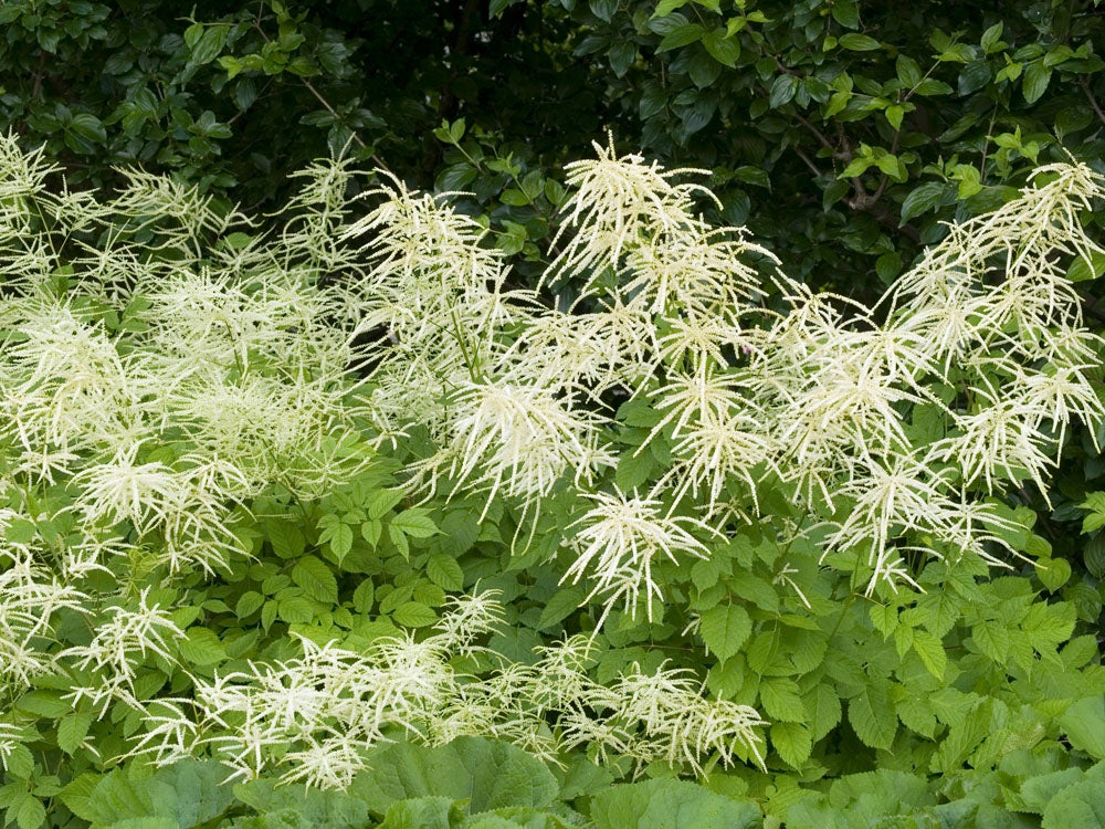 Geitenbaard (Aruncus Dioicus) D 11 H 20 cm