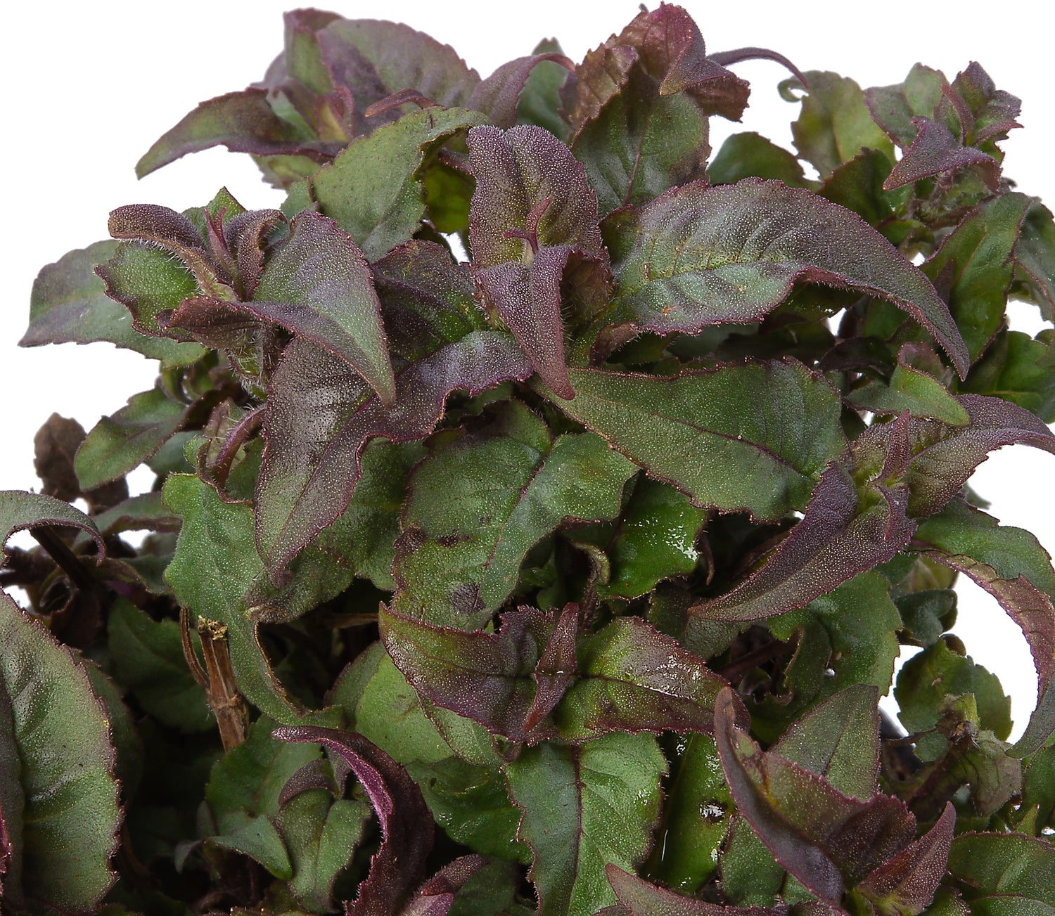 Bergamotplant (Monarda 'Prärienacht') D 9 H 10 cm