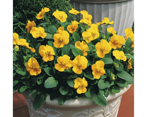 Gehoornde viooltjes (Viola cornuta) pot Ø 9 cm, willekeurige selectie van soorten