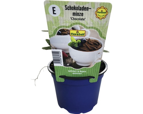 Chocolade Munt FloraSelf Mentha piperita 'Chocolade' Ø 12 cm pot