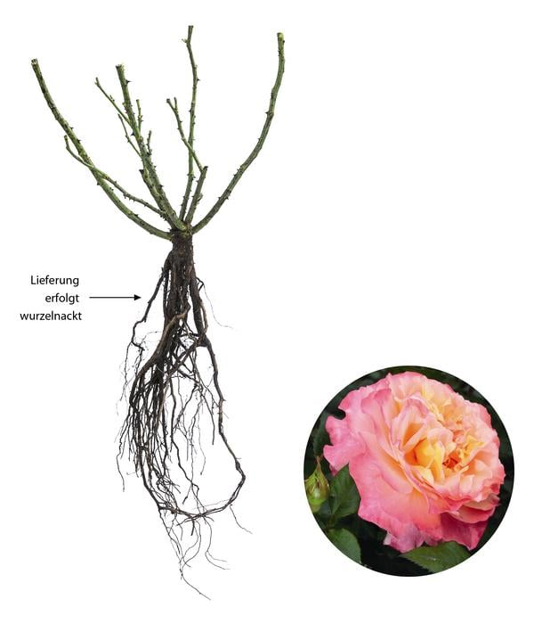 Edelrose 'Augusta Luise®'