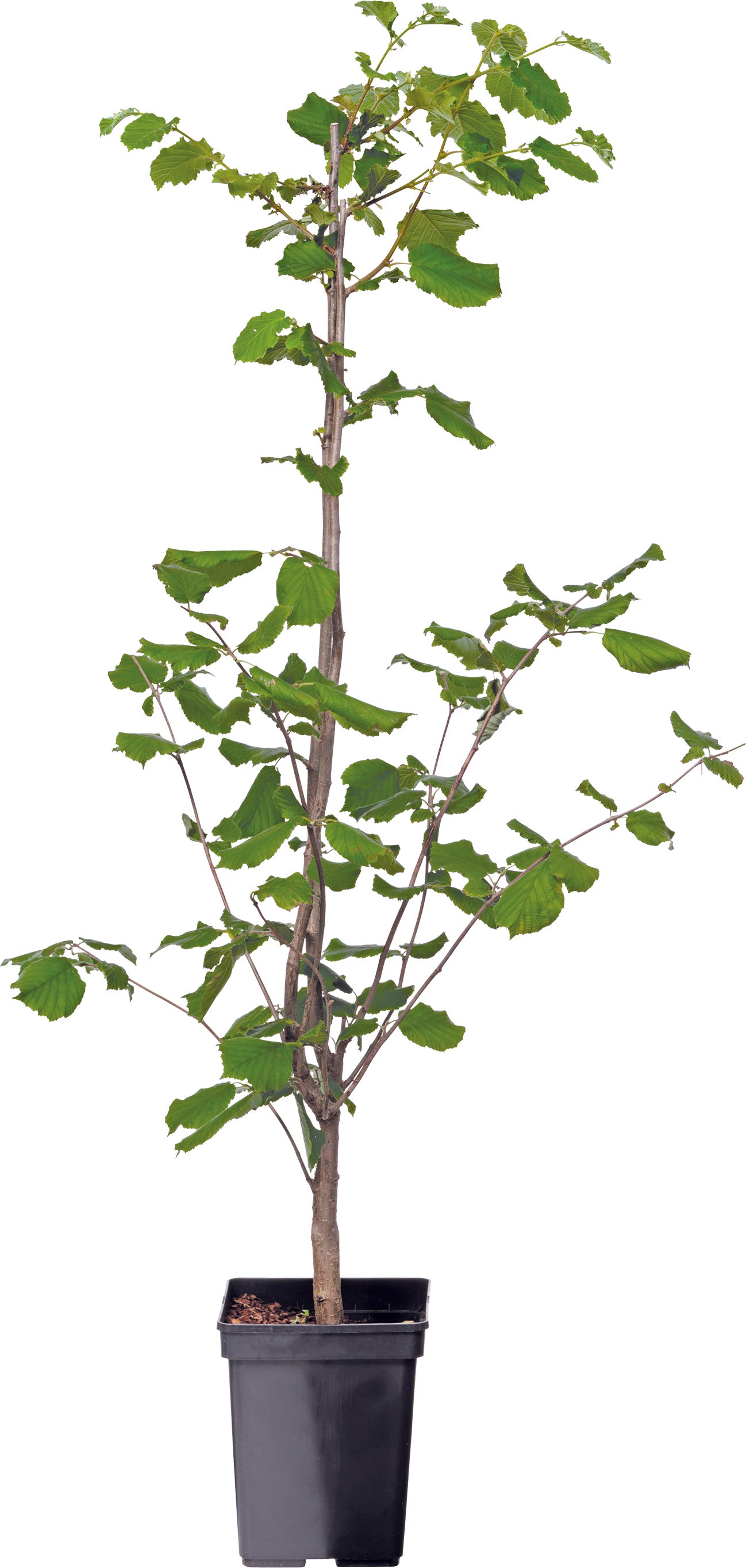 Hazelaar (Corylus avellana) D 23 cm