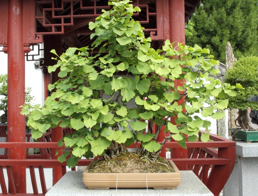 Ginkgo - 4 graines - ginkgo biloba