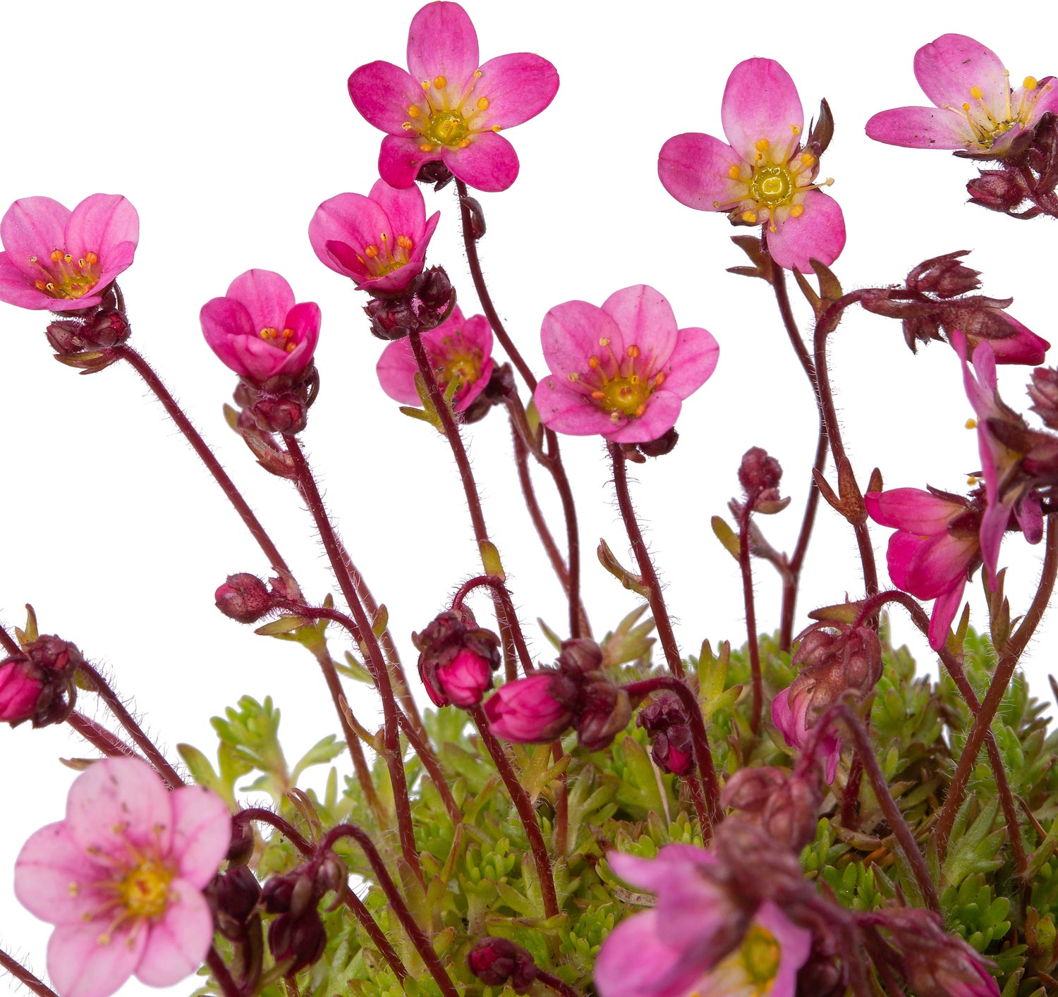 Steenbreek (Saxifraga 'Blutenteppich') D 9 H 10 cm