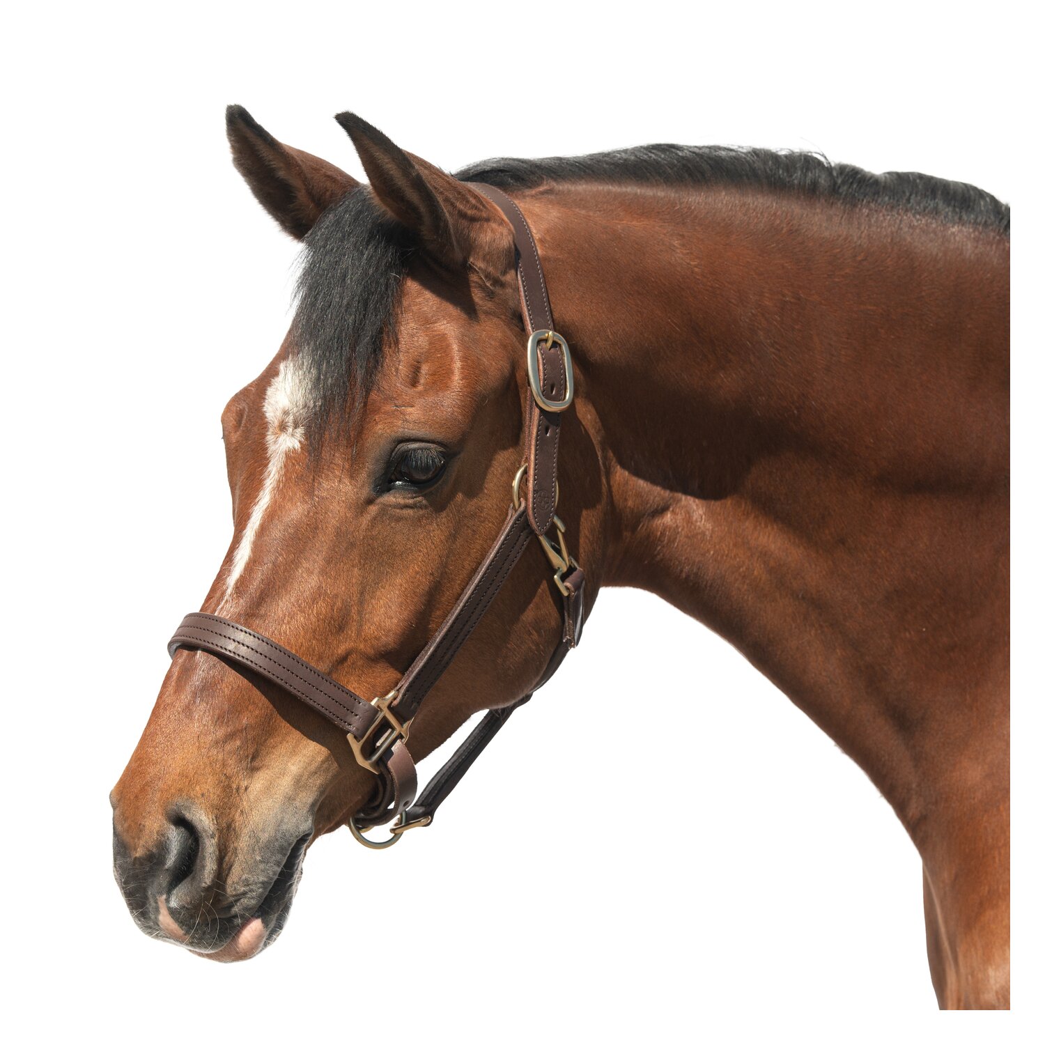 Passion 4Q Lederhalfter  - chocolate - Cob