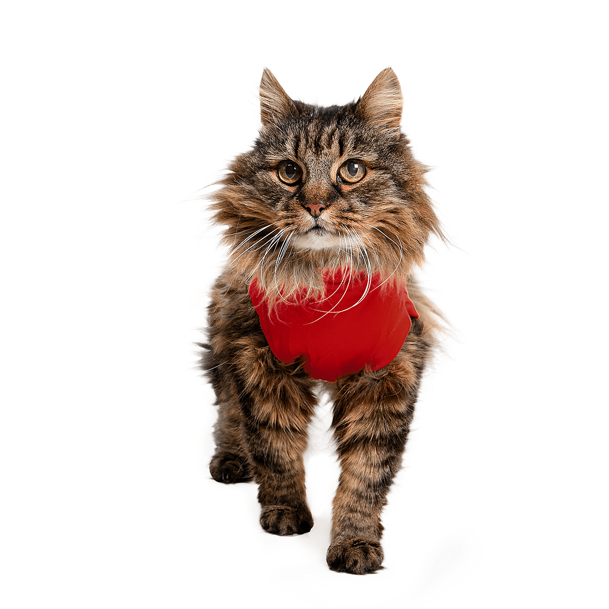 Medical Pet Shirt Kat XXXXS