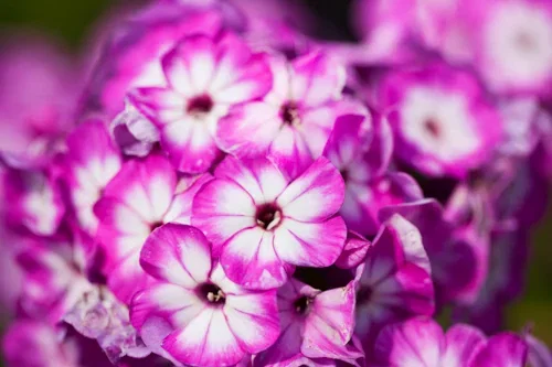 Phlox paniculata Bicolor Høstfloks bicolor Ø17 cm