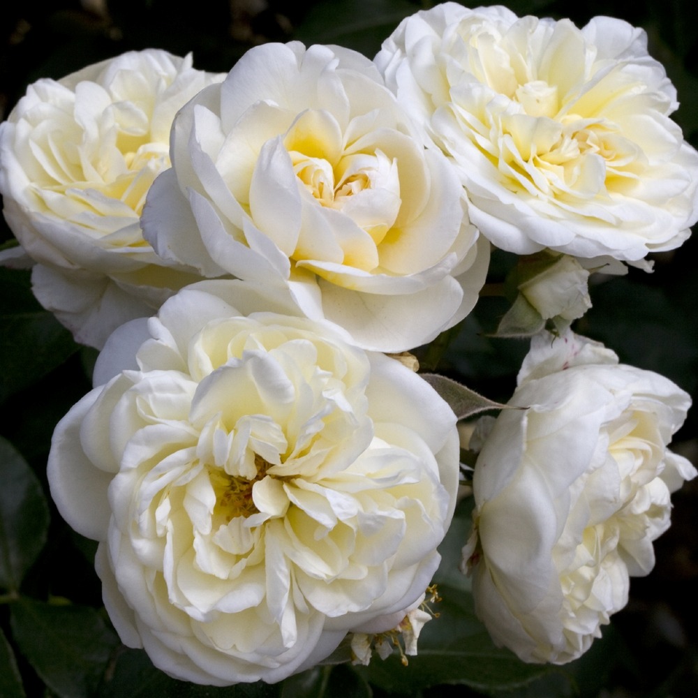 Rosier lady romantica ® meiperette sans motte