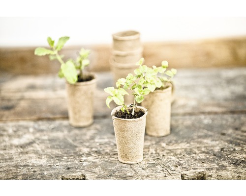 FloraSelf zaailingpotjes Ø 4 cm 24 stuks