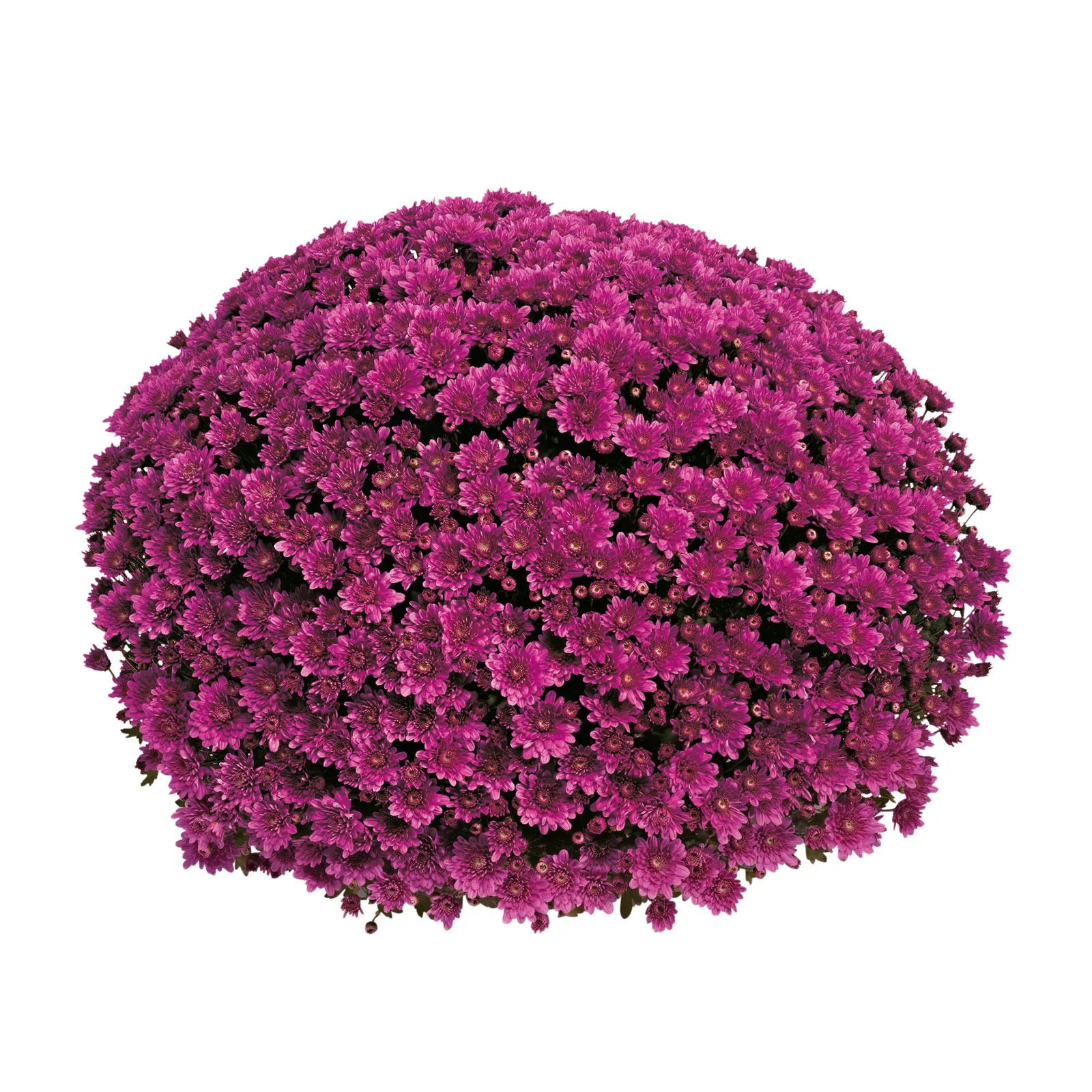 Chrysanthemum x morifolium Frilandskrysantemum Ø19 cm