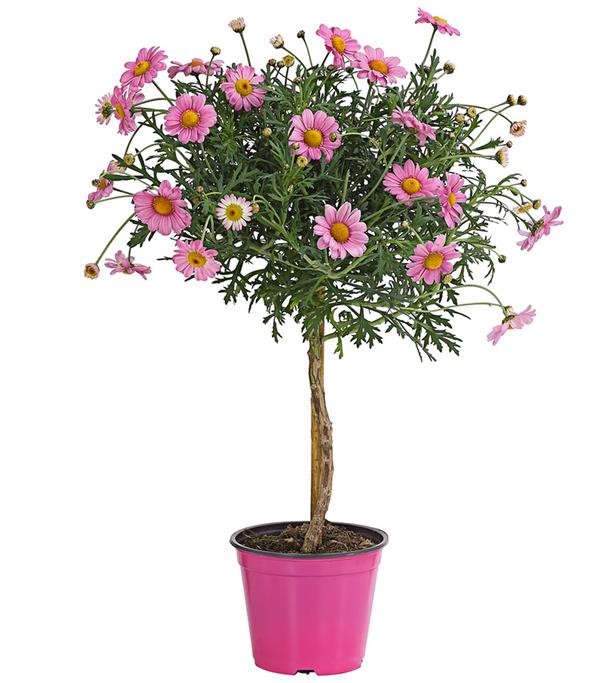 Margerite, Stämmchen, verschiedene Farben