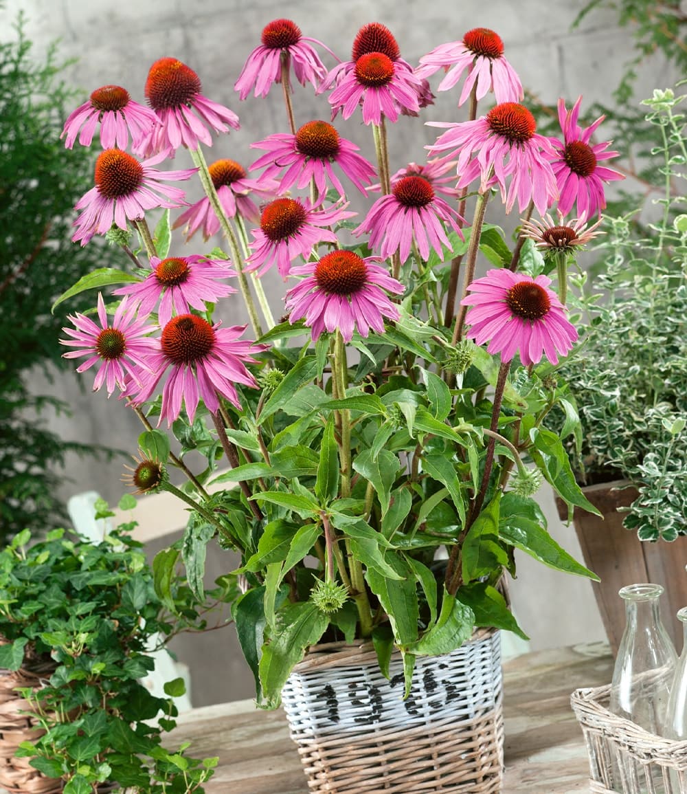 Echinacea purpurea