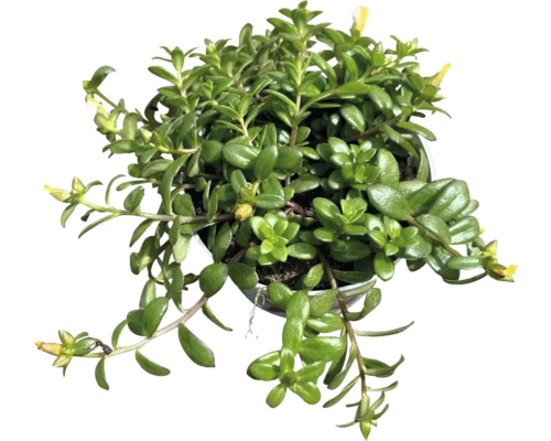 Portulaca campino Trio (driekleurig) FloraSelf Ø 12 cm pot