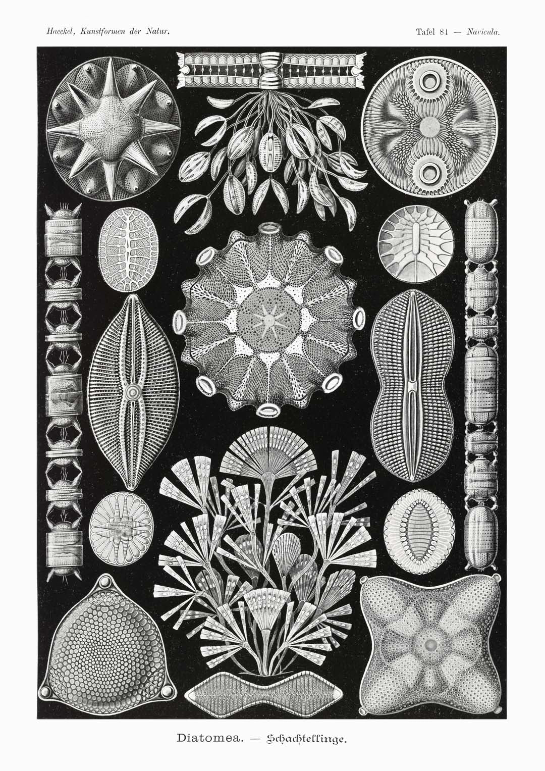 Diatomeen von Ernst Haeckel