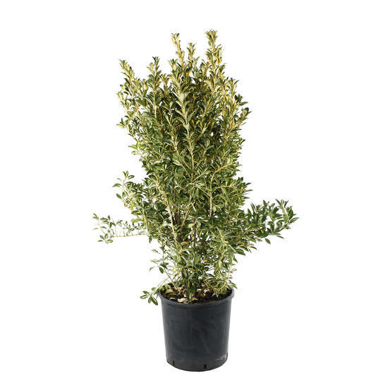 Euonymus japonicus ' Aureo Pictus' : ctr 18 litres H 80/100 cm