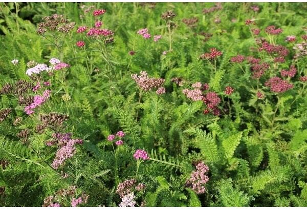 Duizendblad (Achillea millefolium 'Cerise Queen') D 9 H 10 cm