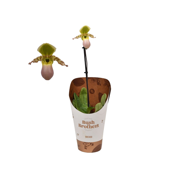 Orchidée Paphiopedilum Pinnochio'- pot D12cm