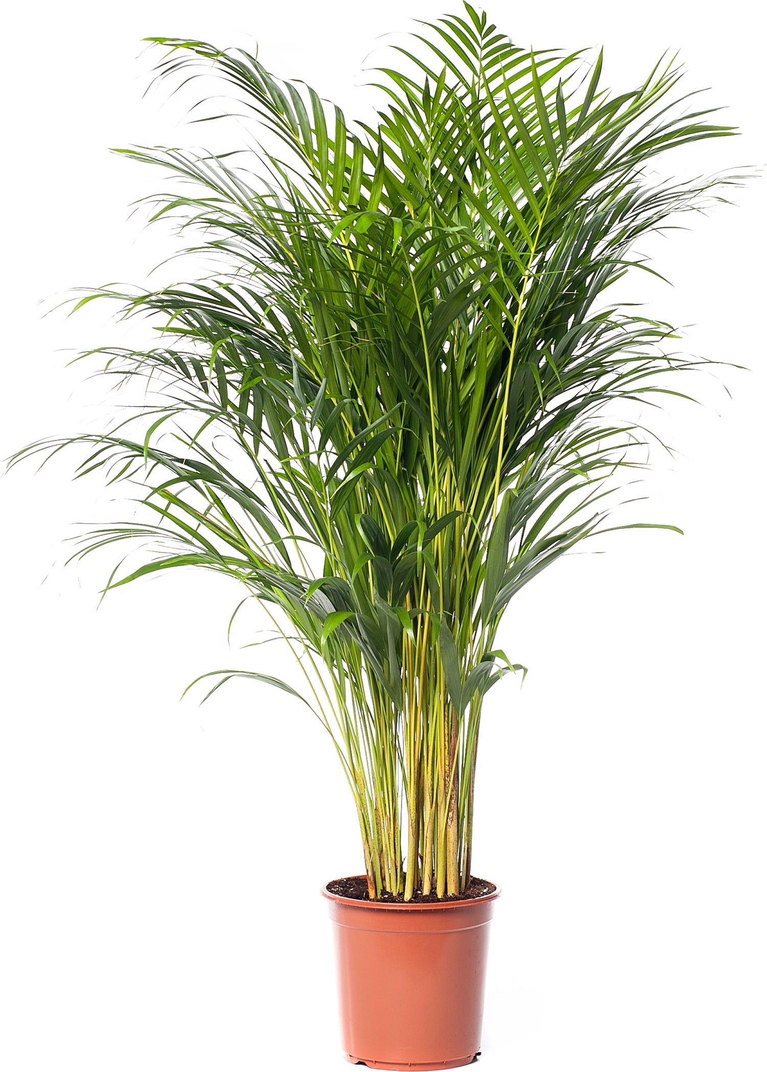 Goudpalm (Dypsis lutescens) D 24 H 130 cm