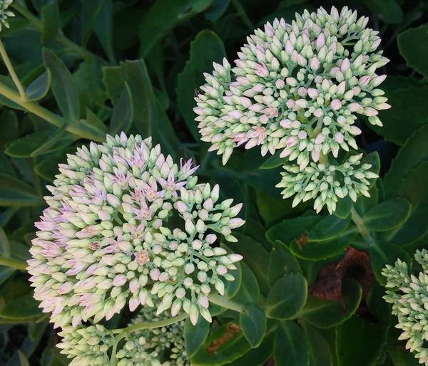 Bio Große Fetthenne 'Herbstfreude'