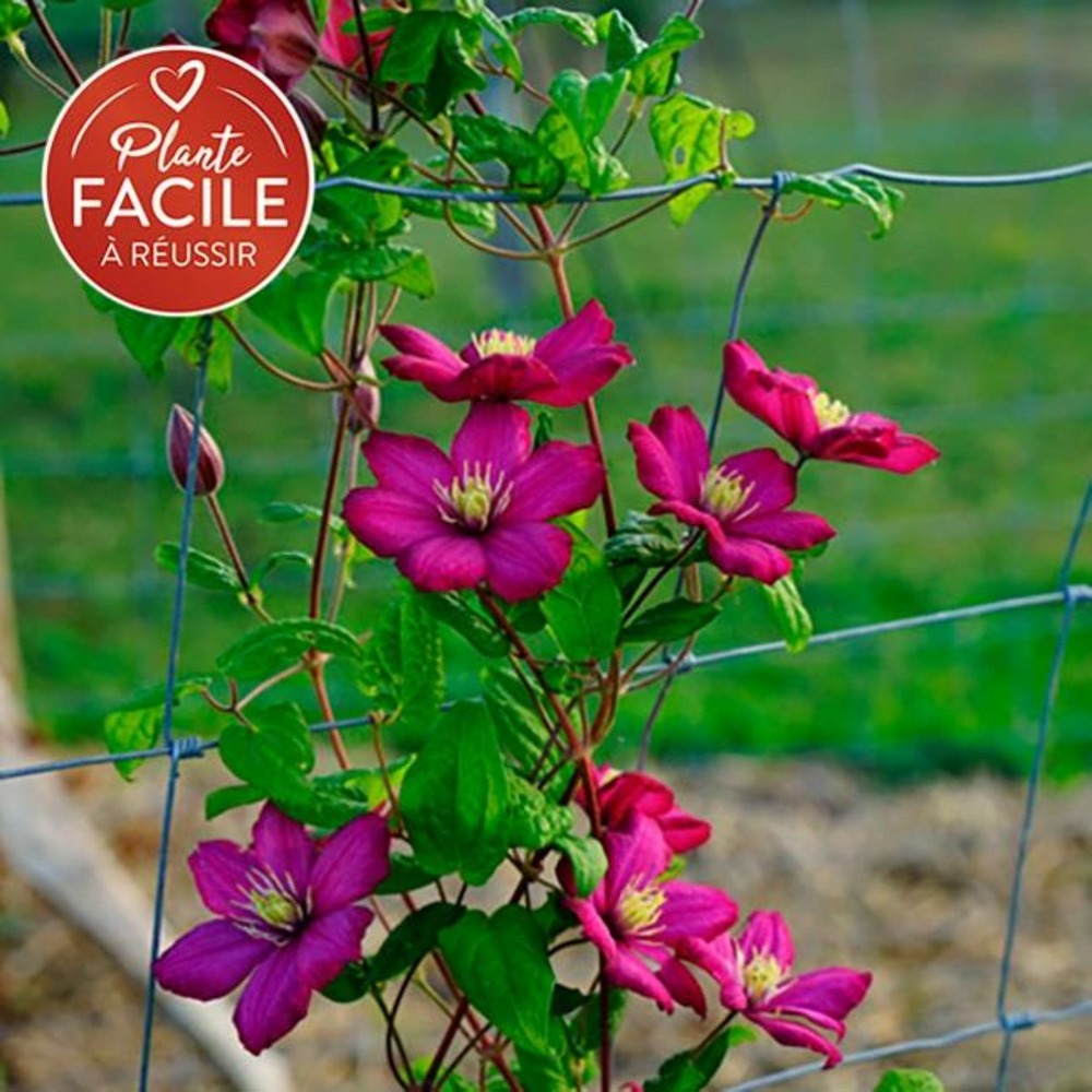 Clématite 'ville de lyon' - clematis 1,5l