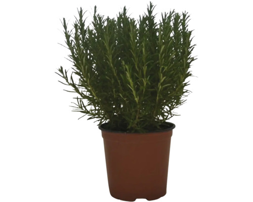 Rozemarijn FloraSelf Rosmarinus officinalis Ø 14 cm pot