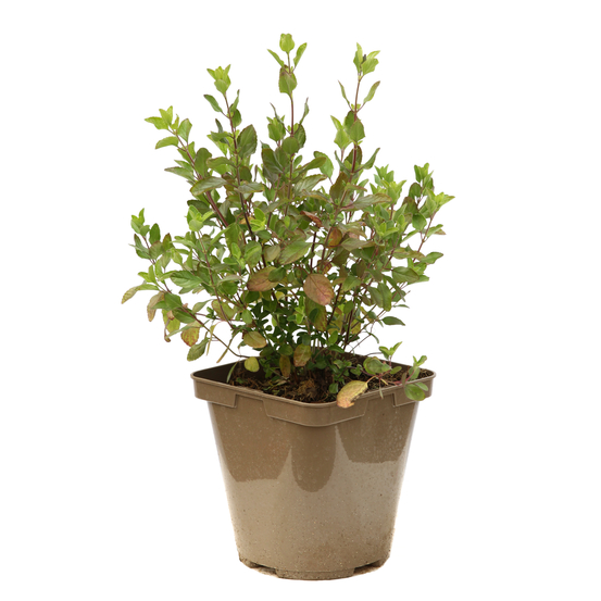 Salvia 'Pink Lips':pot 3L MDD
