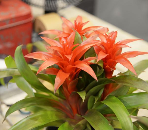 Vriesea - Bromelia cultivars, verschiedene