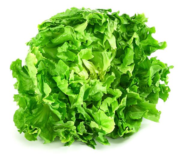 Endiviensalat 'Diva', 12er Schale