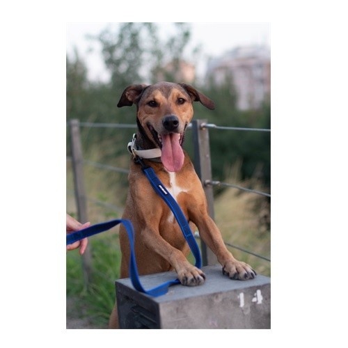 Guia para cães APEX DOG GEAR rosa com alça dupla em nylon