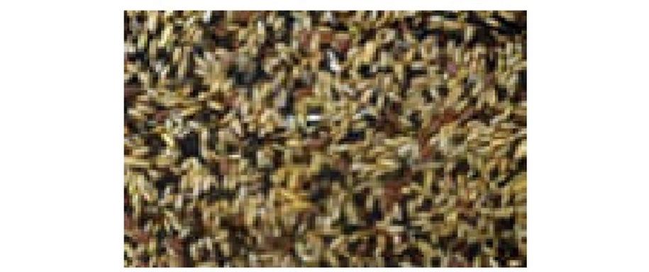 Ziervogelfutter Kanarien-Singfutter, 1 kgHauptfutter für Kanarienvögel