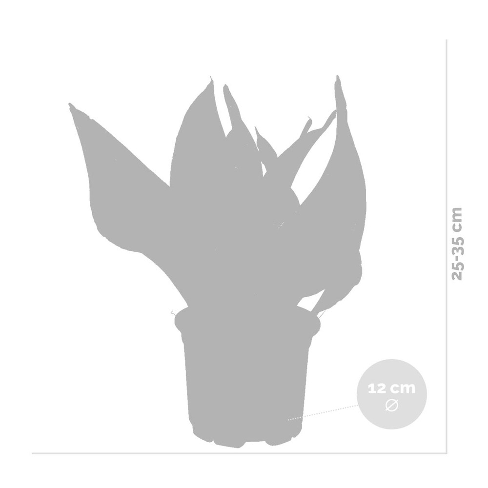 2x sansevieria 'laurentii' – lady's tongue – succulente – peu d'entretien – ⌀12cm – ↕25-35cm