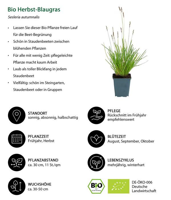 Bio Stauden-Set Wintergrün, 18-teilig