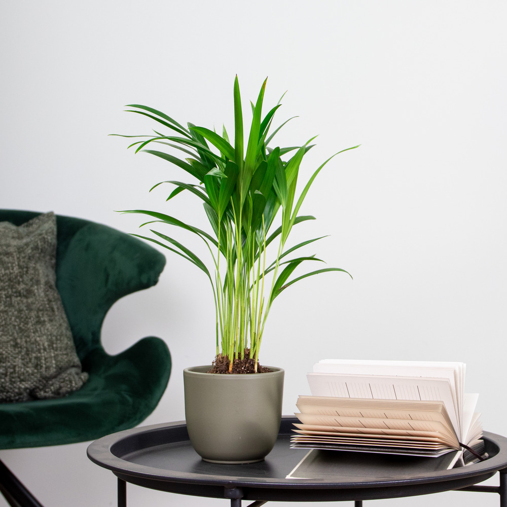 Dypsis lutescens - palmier dorés - plante d'intérieur - entretien facile – ⌀10,5 cm - ↕25-30 cm