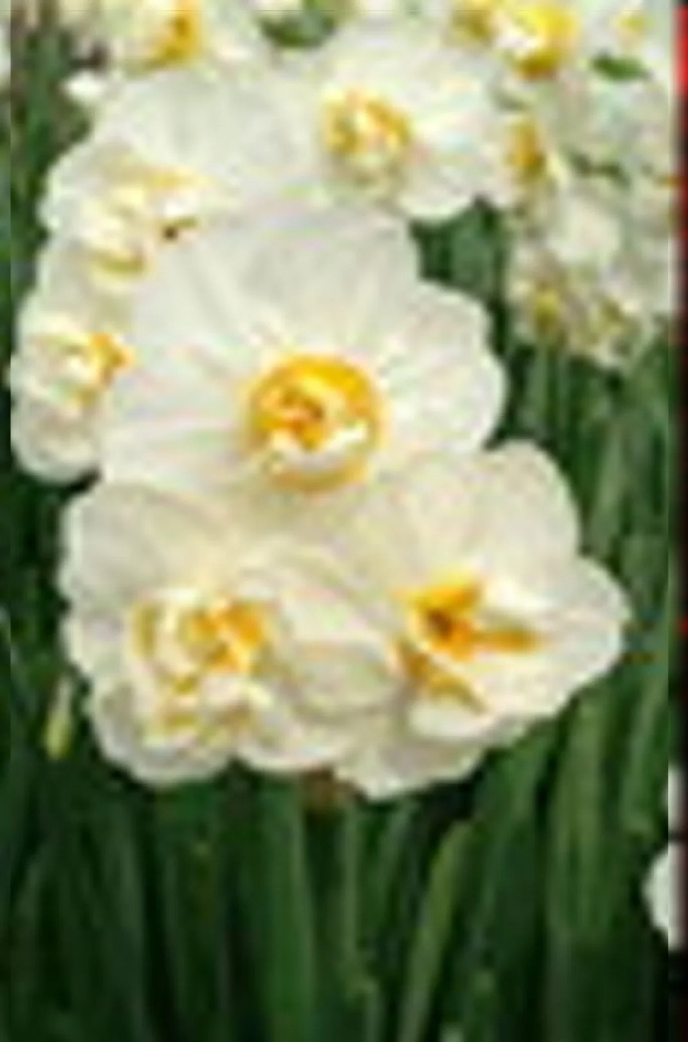 Narcissus x medioluteus 'Cheerfulness' Narsiss 'Cheerfulness'