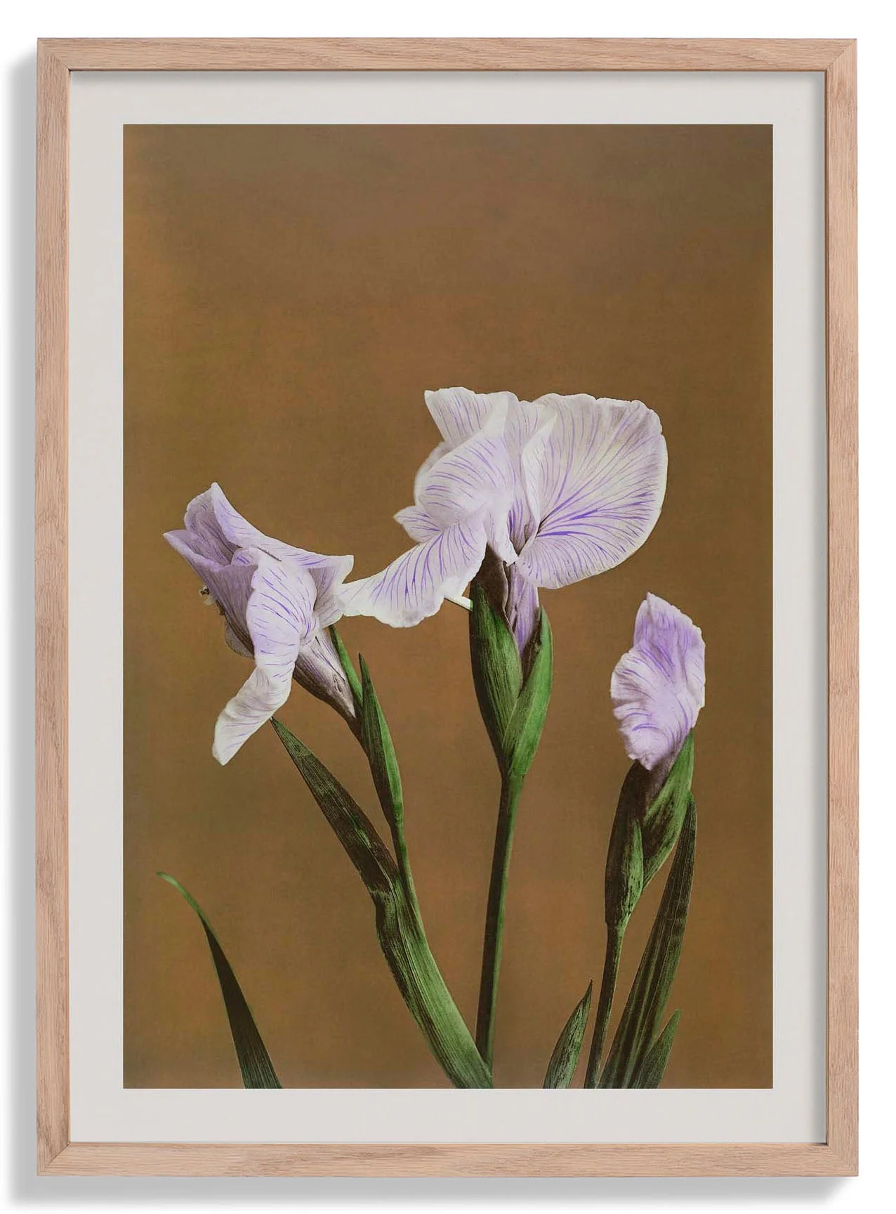 Drei Iris Kæmpferi von Ogawa Kazumasa
