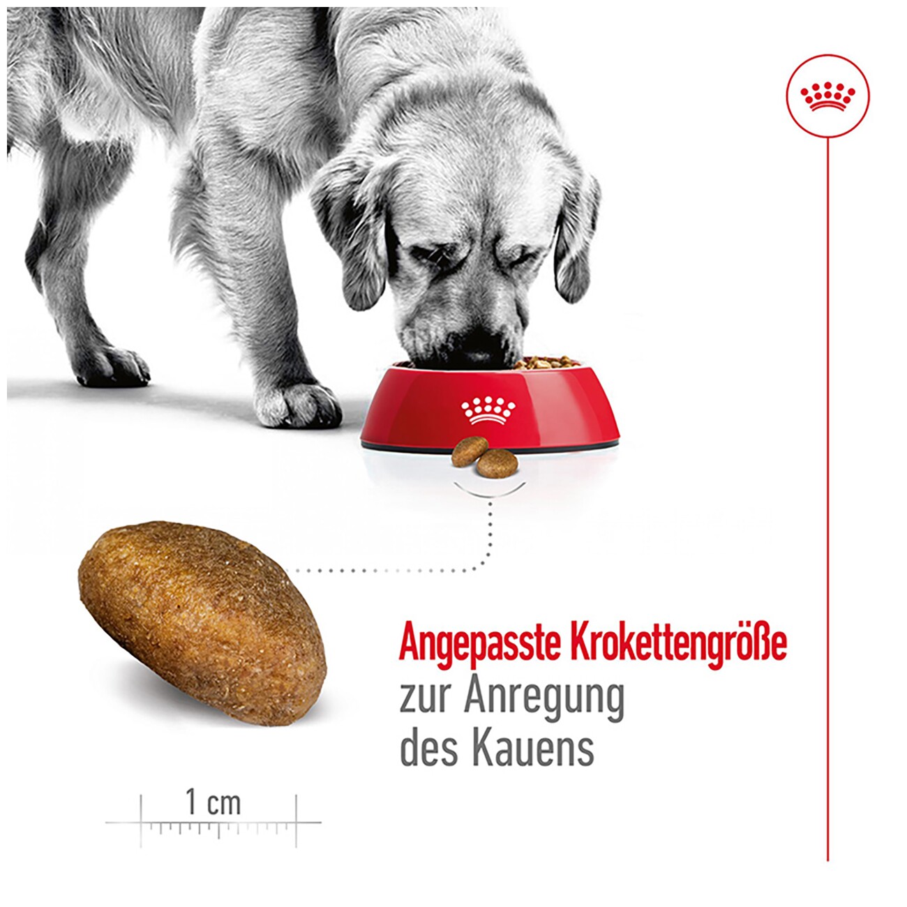 ROYAL CANIN Maxi Adult 4 kg
