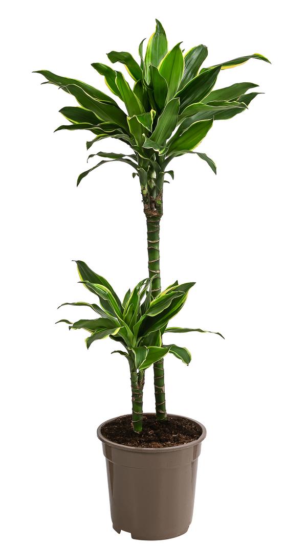 Drachenbaum - Dracaena fragrans var. Stedneri