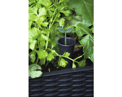 Keter Easy Growing verhoogde tuinbak op palen, 114 x 49,3 x 75,7 cm, antraciet